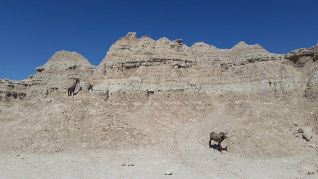 Badlands mountain sheep