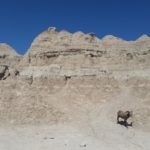 Badlands mountain sheep