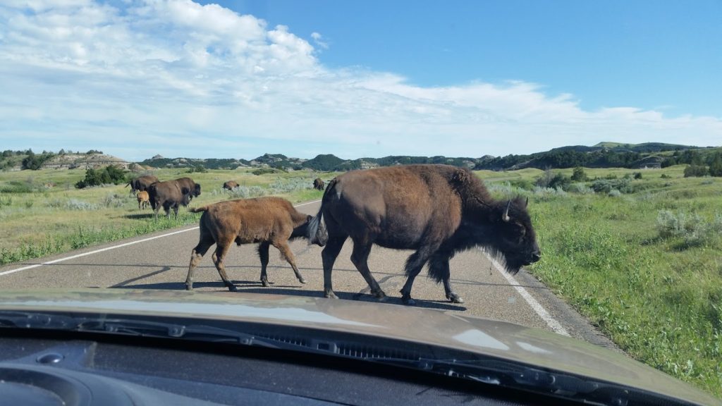 Bison crossing the road
