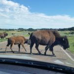 Bison crossing the road