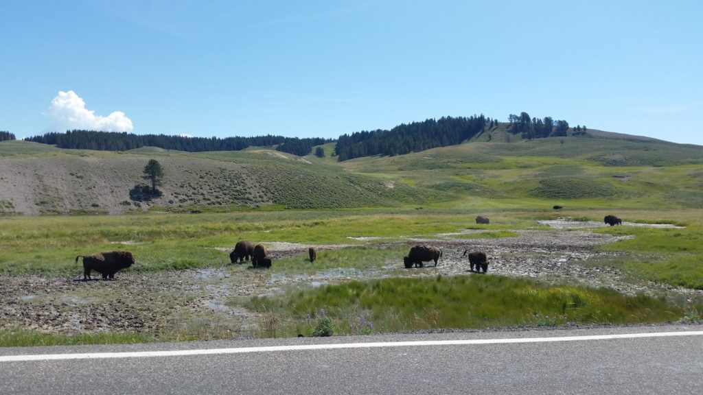 Yellowstone Bison