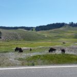 Yellowstone Bison