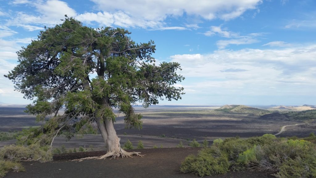 Craters of the Moon tree