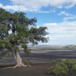 Craters of the Moon tree