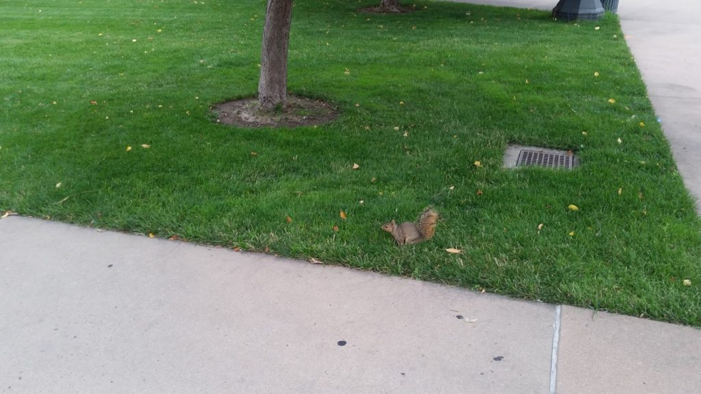 Denver squirrel