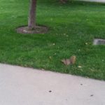 Denver squirrel