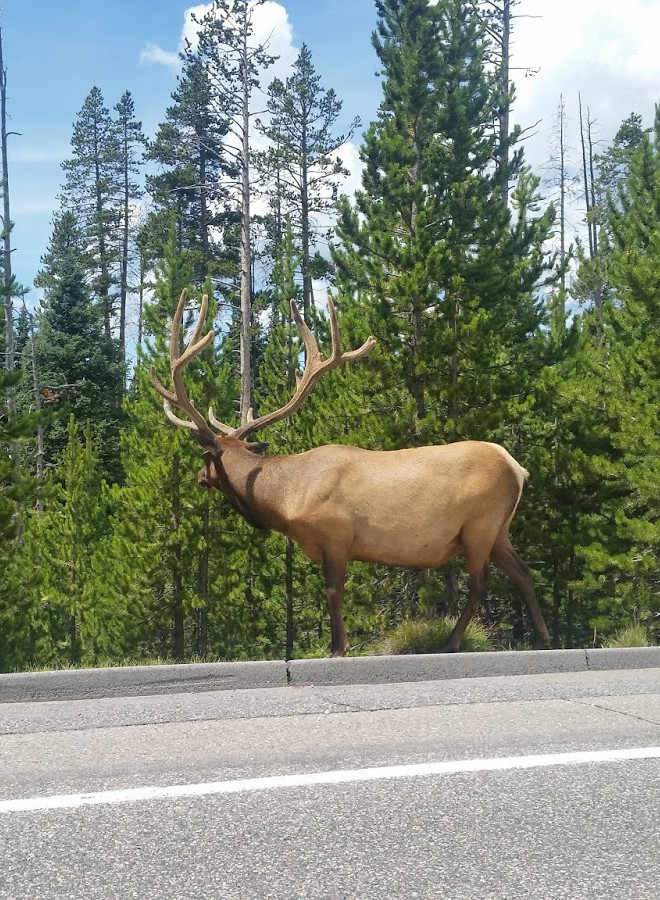 Elk header
