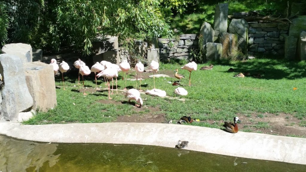 Flamingos Oregon Zoo