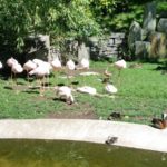 Flamingos Oregon Zoo