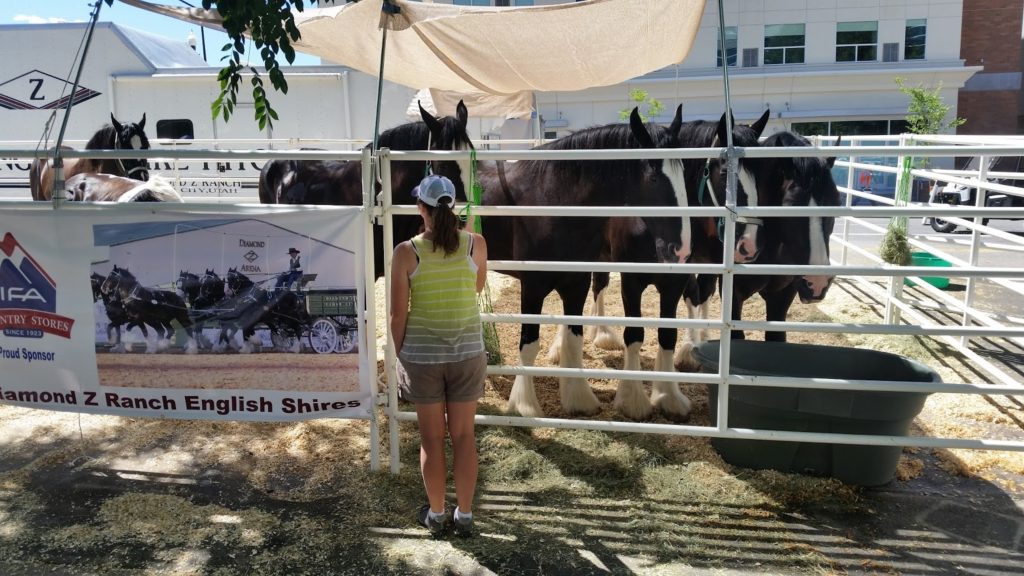 Linne Clydesdales