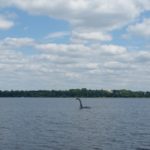 Minneapolis Lake dinosaur