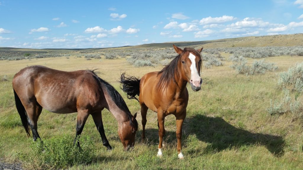 Montana horses