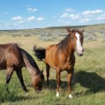 Montana horses