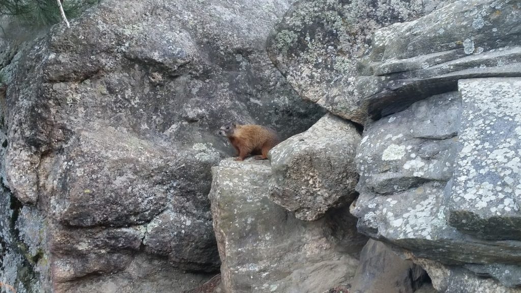 Mt Rushmore squirrel