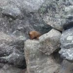 Mt Rushmore squirrel