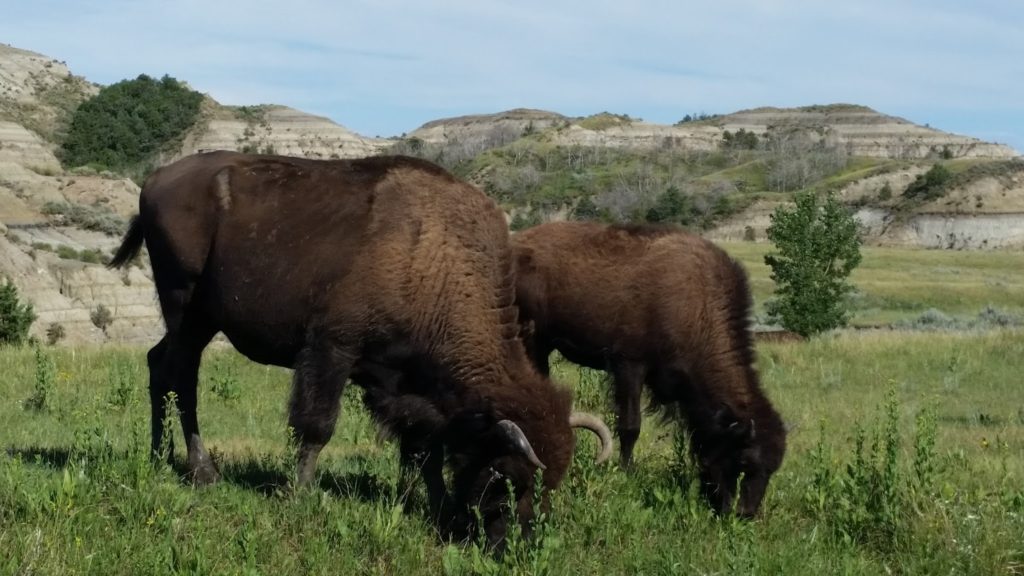 Bison eating grass