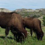 Bison eating grass