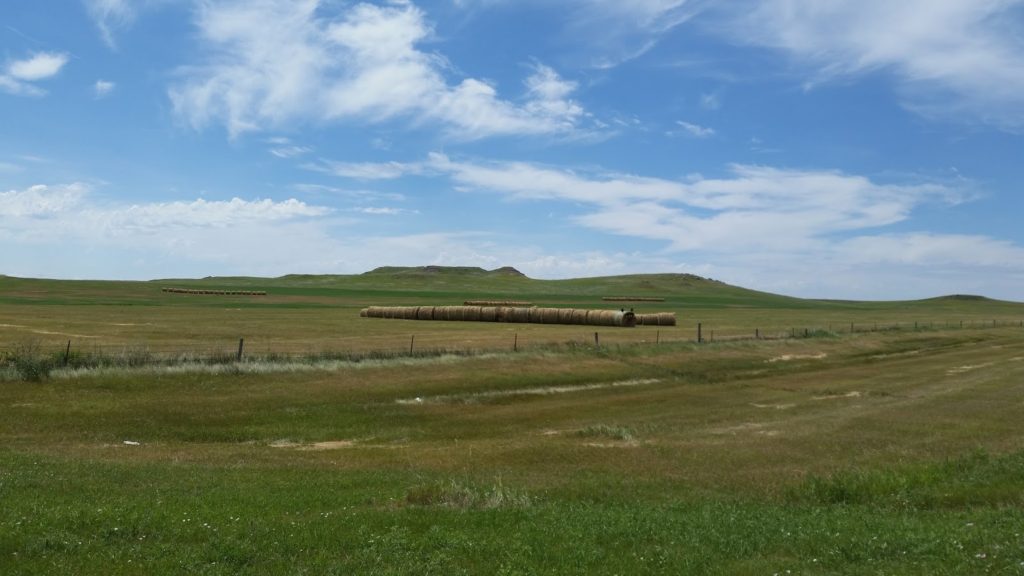 Theodore Roosevelt National Park grass