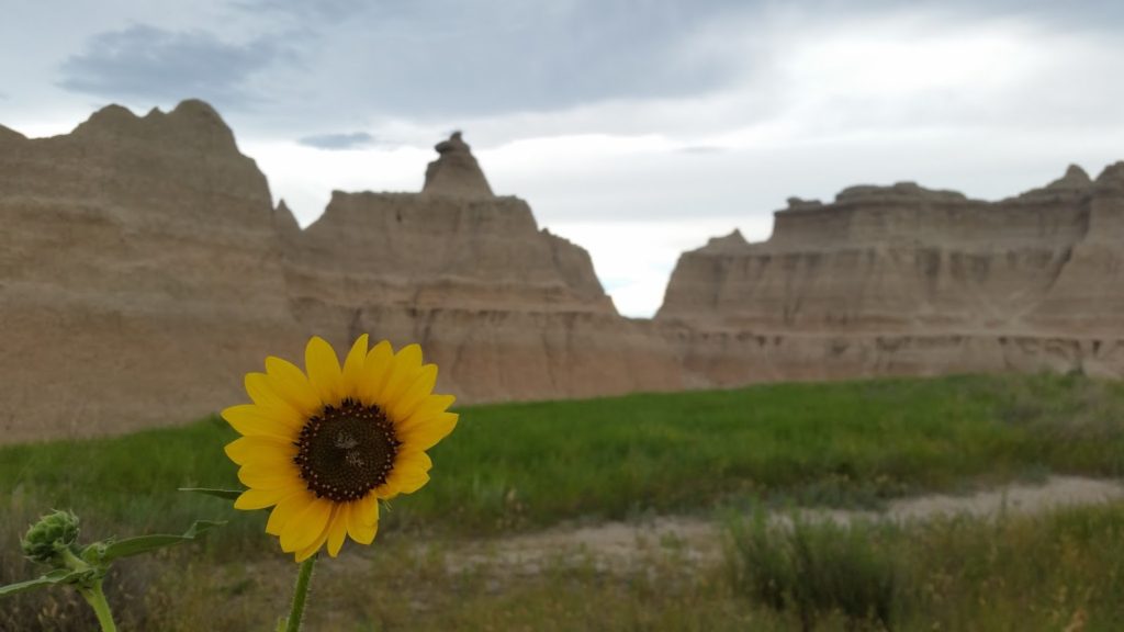 Badlands sunflower