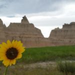 Badlands sunflower