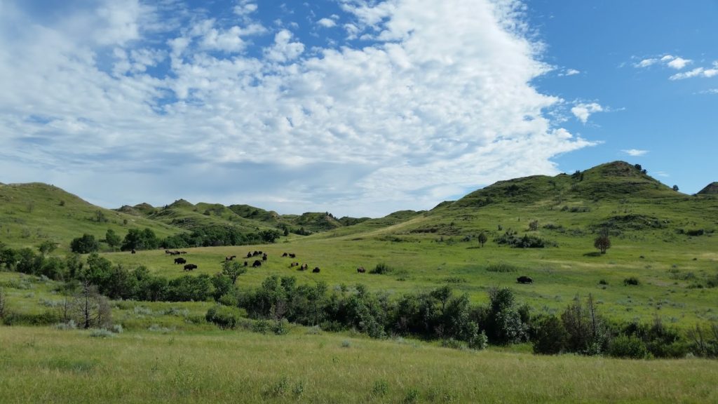 Theodore Roosevelt National Park field