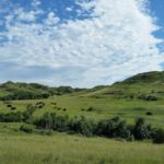 Theodore Roosevelt National Park field