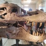 T-Rex Skeleton
