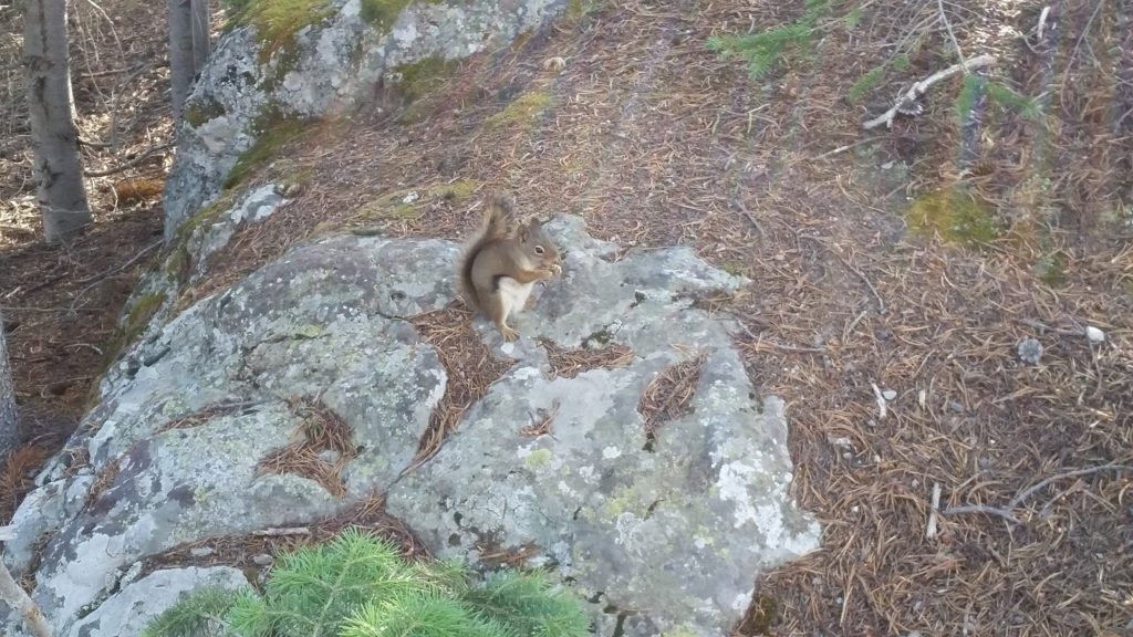 Yellowstone Chipmunk