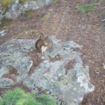 Yellowstone Chipmunk