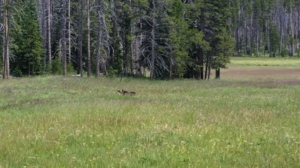 Yellowstone bear