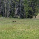 Yellowstone bear