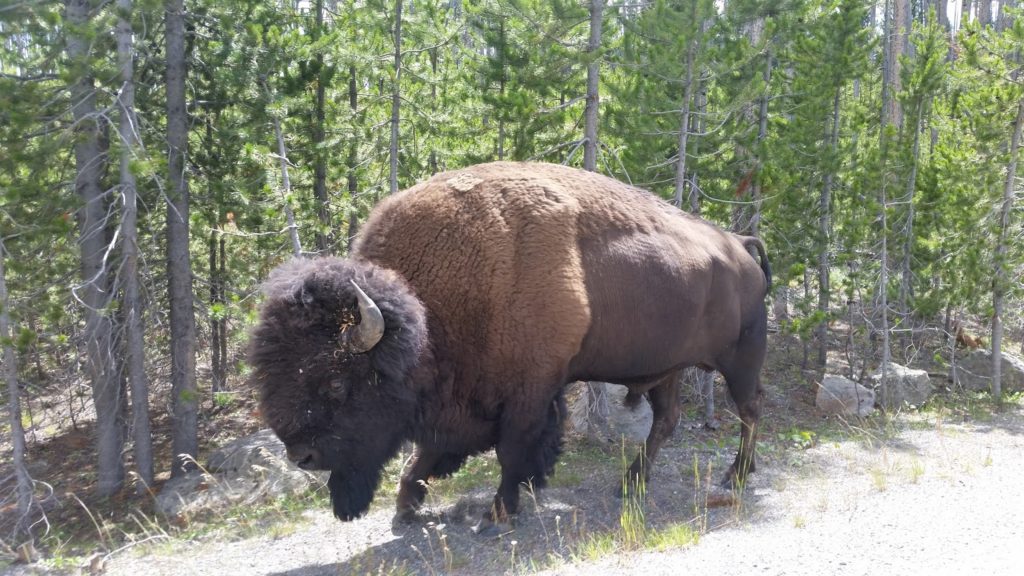 Yellowstone Bison