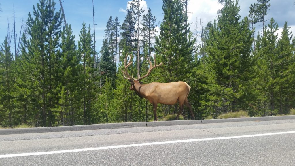 Yellowstone Elk