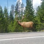 Yellowstone Elk