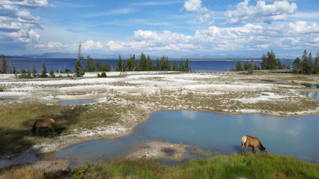Yellowstone lake animals