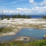 Yellowstone lake animals