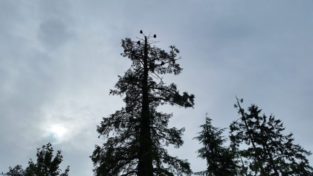 Ketchikan eagles