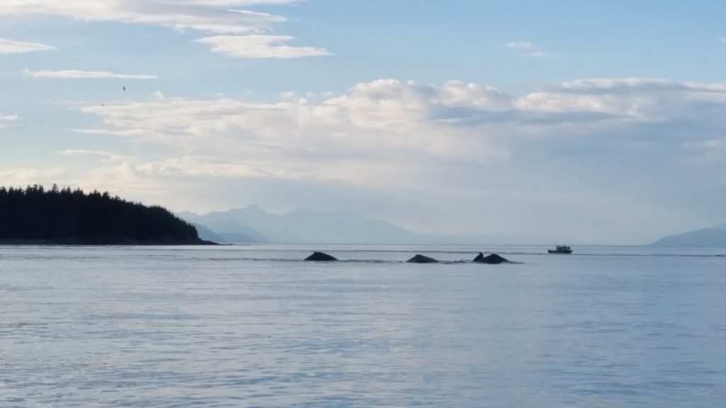 Whales Alaska