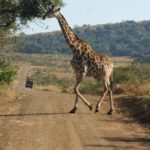 African Safari giraffe