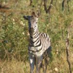 African Safari zebra
