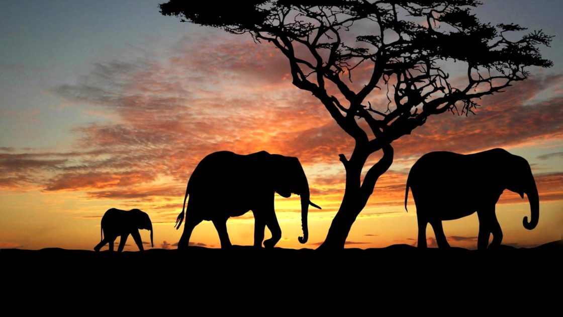 Africa silhouettes