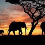 Africa silhouettes