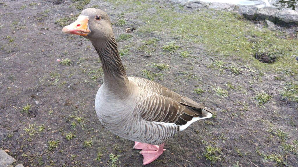 London duck