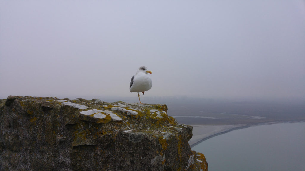 Seagull at Mont Saint-Michel