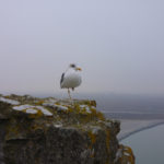 Seagull at Mont Saint-Michel