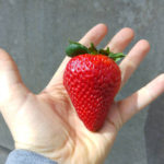 Strawberry