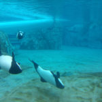 Aquatica dolphins
