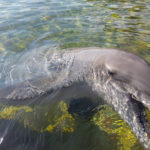 Discovery Cove dolphin