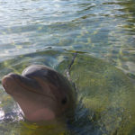 Dolphin close up