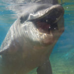 Dolphin smile